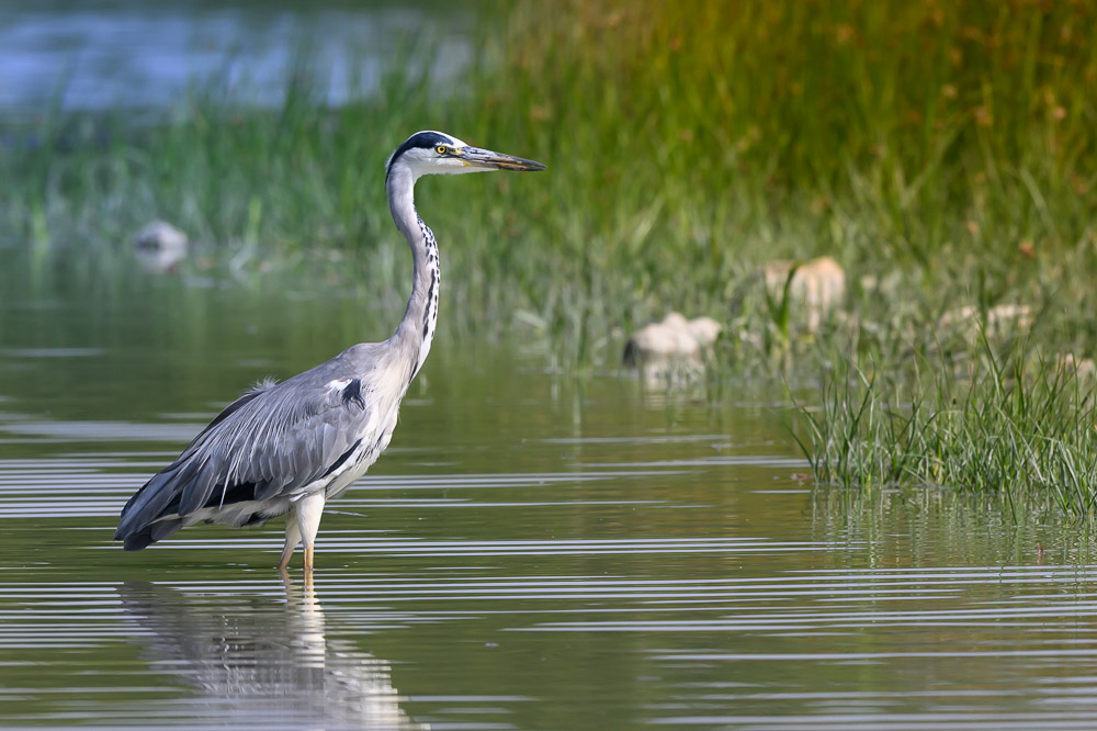 heron gris-1.jpg
