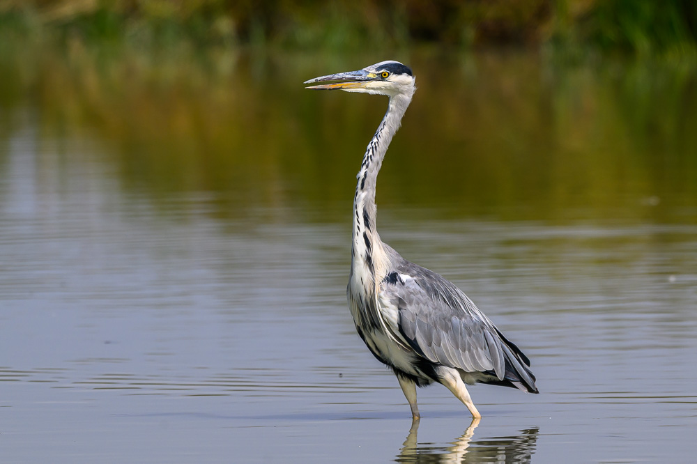 heron gris-2.jpg