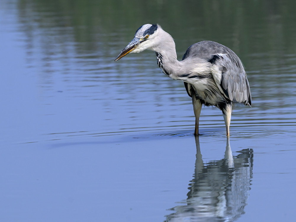 heron gris-3.jpg