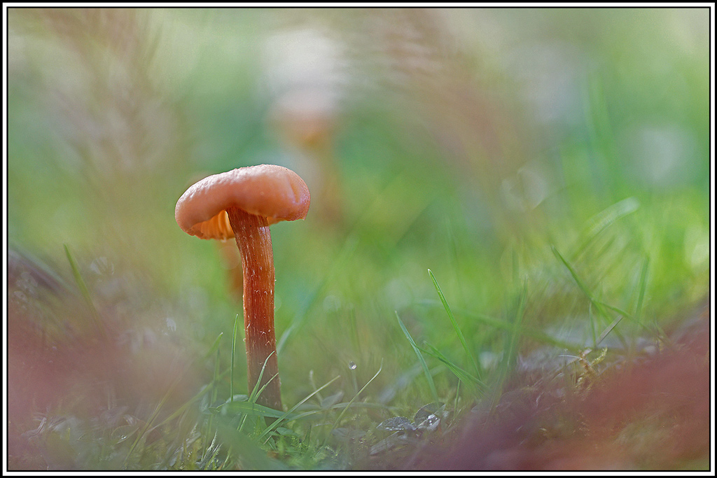 champignon(912)Laccaire-laque(Laccaria-laccata).jpg