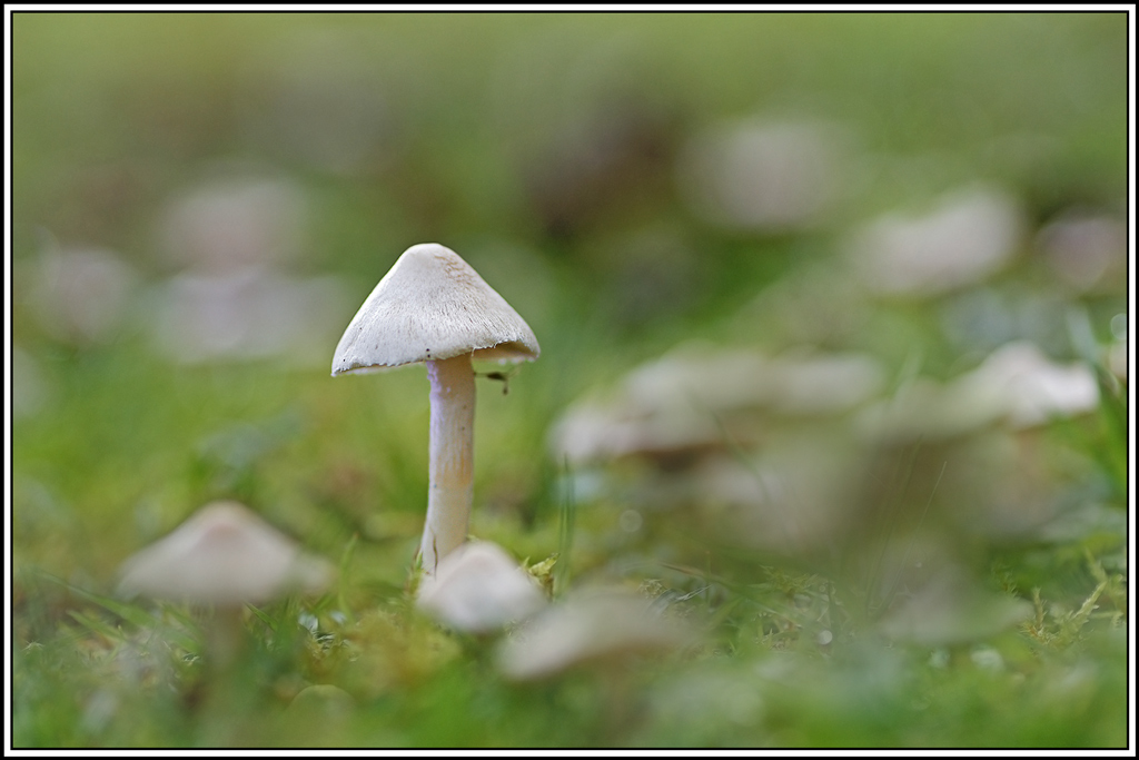 champignon(924)Inocybe-à-lames-couleur-de-terre(Inocybe-geophylla).jpg