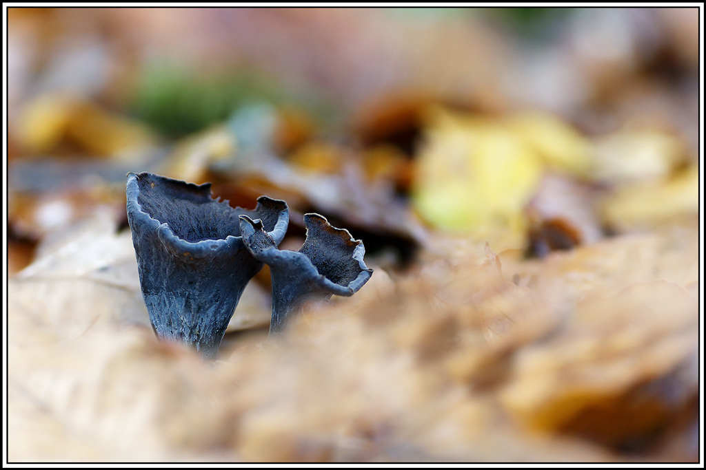 champignon(927_938)Trompette-des-morts(Craterellus-cornucopioides).jpg