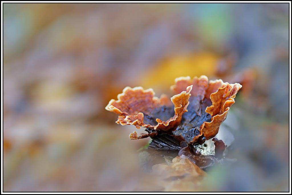 champignon(939_955)Stérée-hirsute(Stereum-hirsutum).jpg