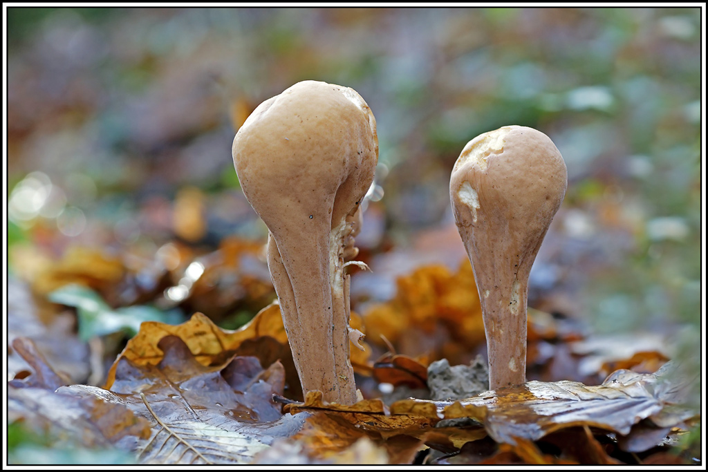 champignon(956)Clavaire-en-pilon(Clavariadelphus-pistillaris).jpg