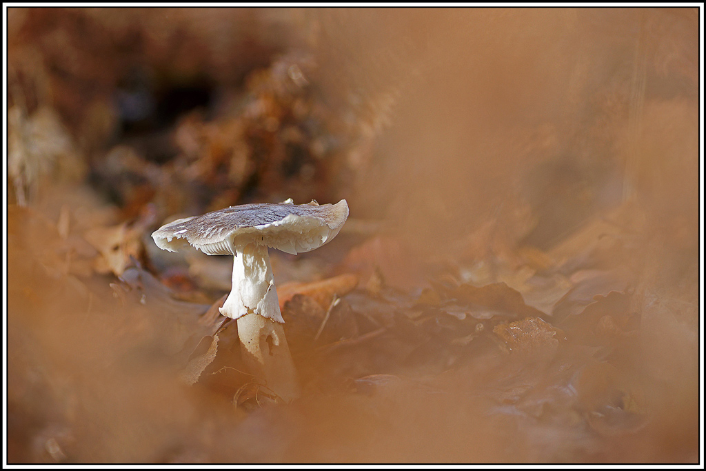 champignon(958_969)Amanite-epaisse(Amanita-excelsa).jpg