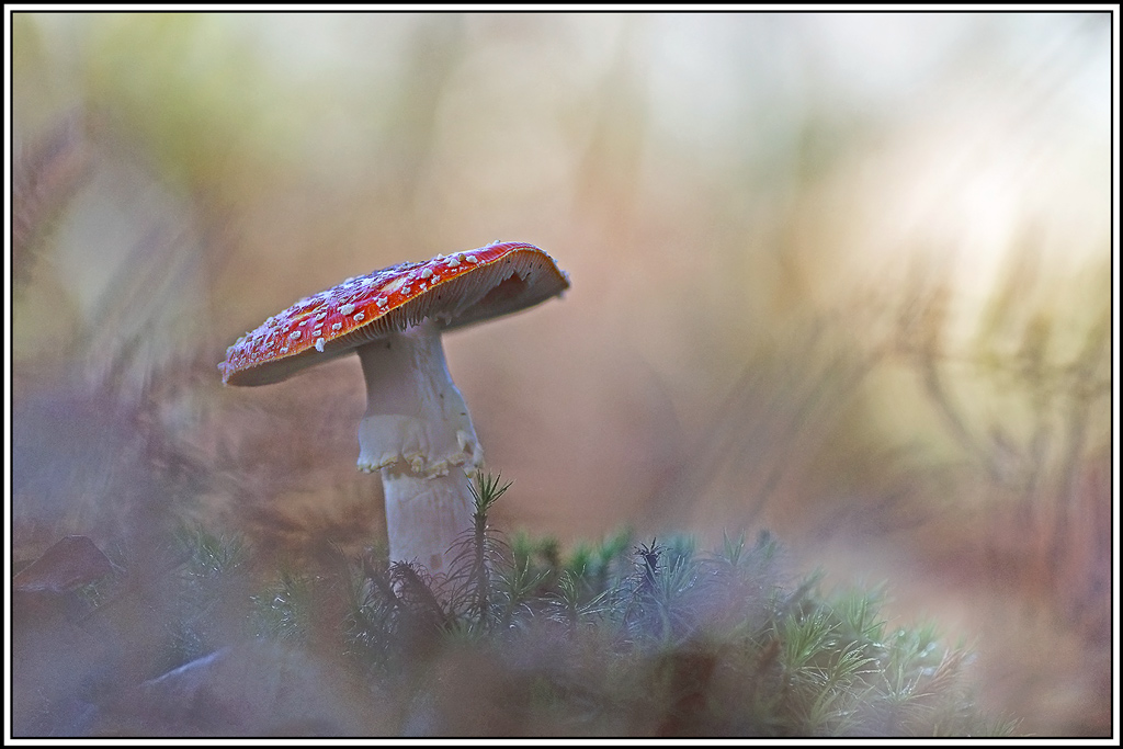 champignon(972_977)Amanite-tue-mouche(Amanita-muscaria).jpg