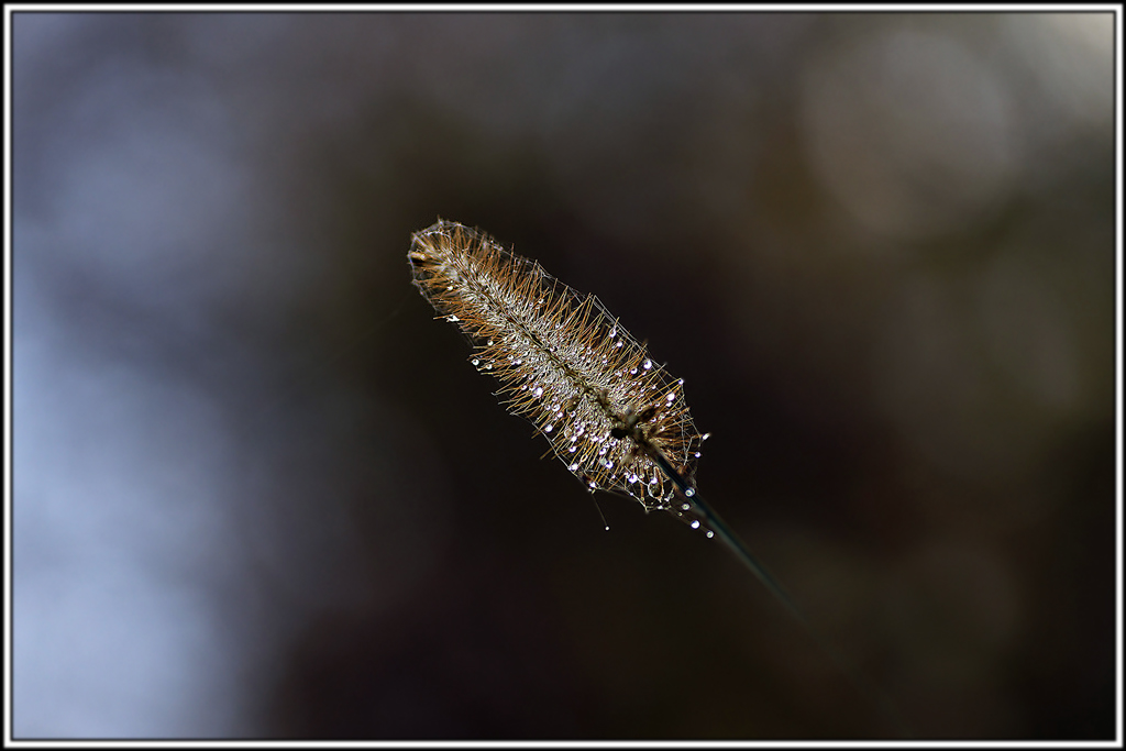 flore(1191)(Phleum_pratense).jpg