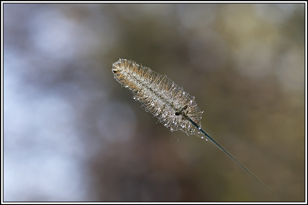 flore(1192)(Phleum_pratense).jpg