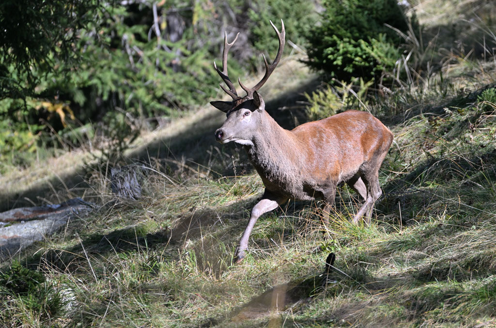 ZSC_1483.jpg