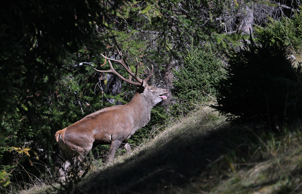 ZSC_1510.jpg