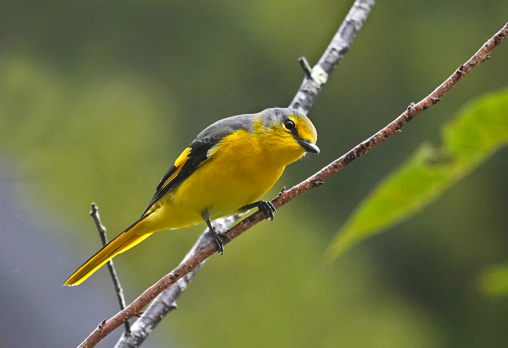 90 Minivet écarlate fem- D Ang Khang(t).JPG