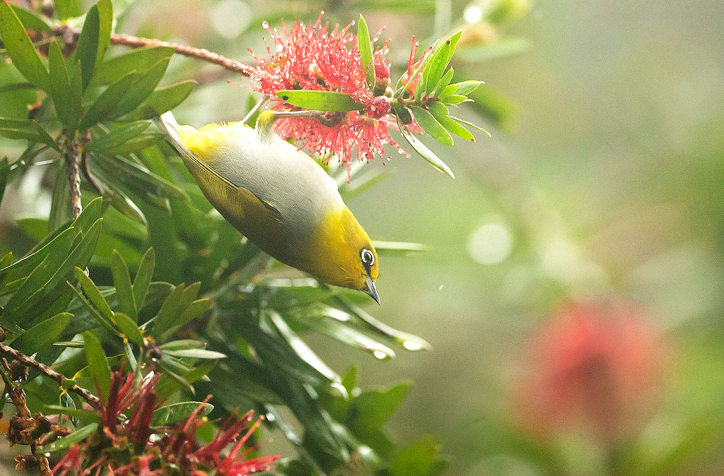 _MGL6901.jpg