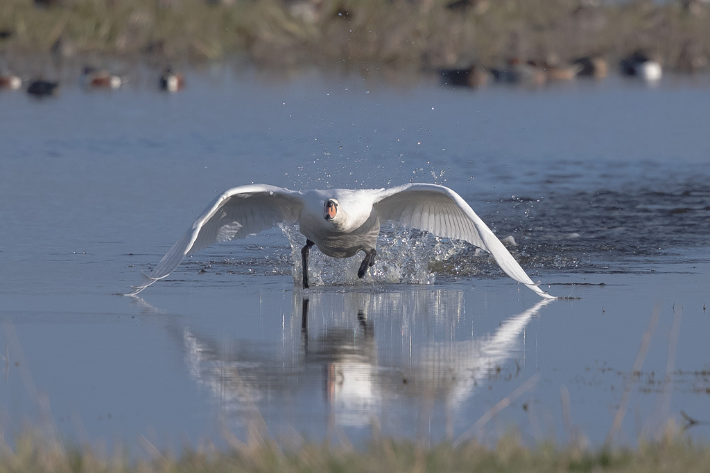 cygne tuberculé 3.jpg