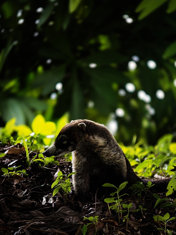 Coati4.JPG
