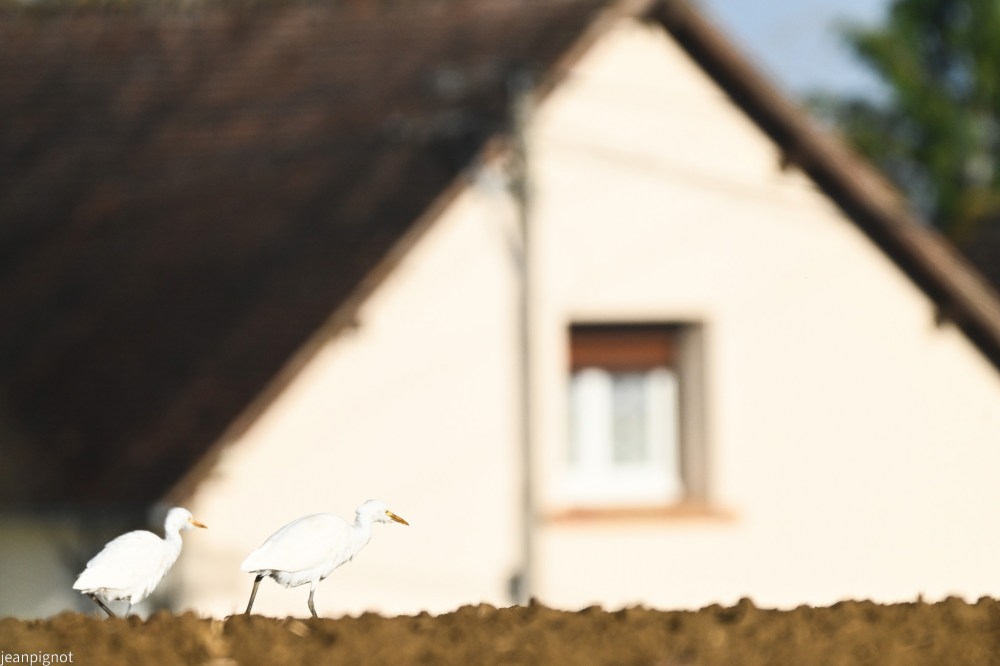 N10 gardes boeufs sur fond de maison pour changer un peut.JPG