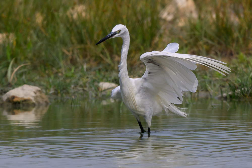 gde aigrette-1.jpg