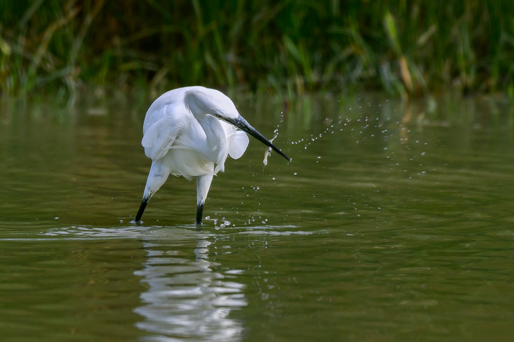 gde aigrette-2.jpg