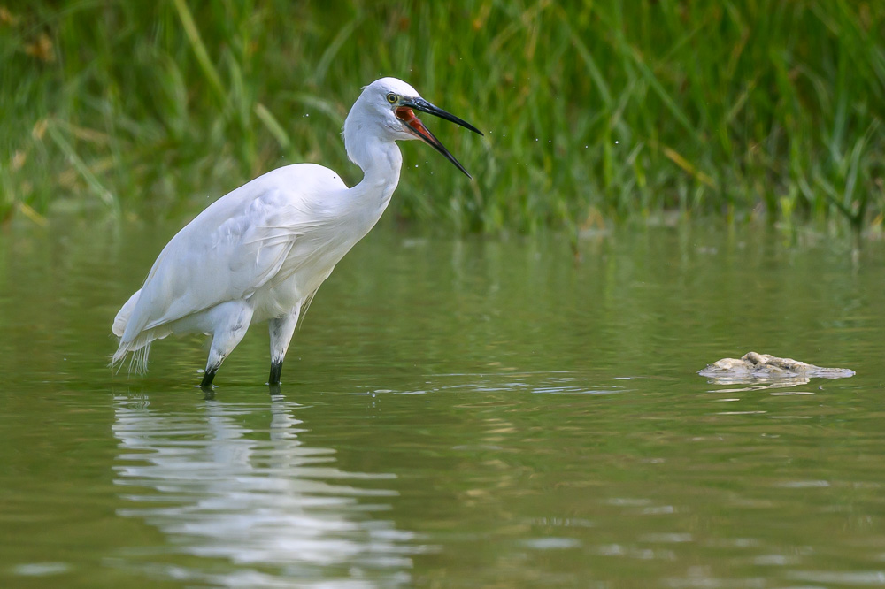 gde aigrette-3.jpg