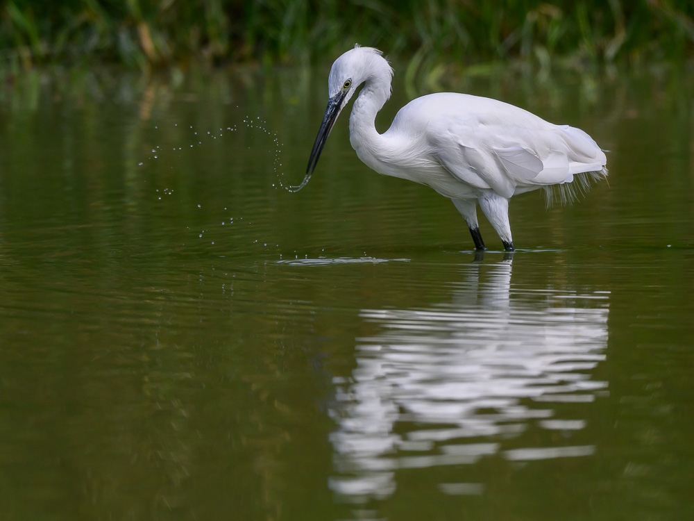 gde aigrette 4.jpg