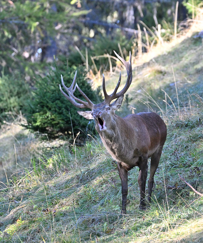 -ZSC_1721.jpg
