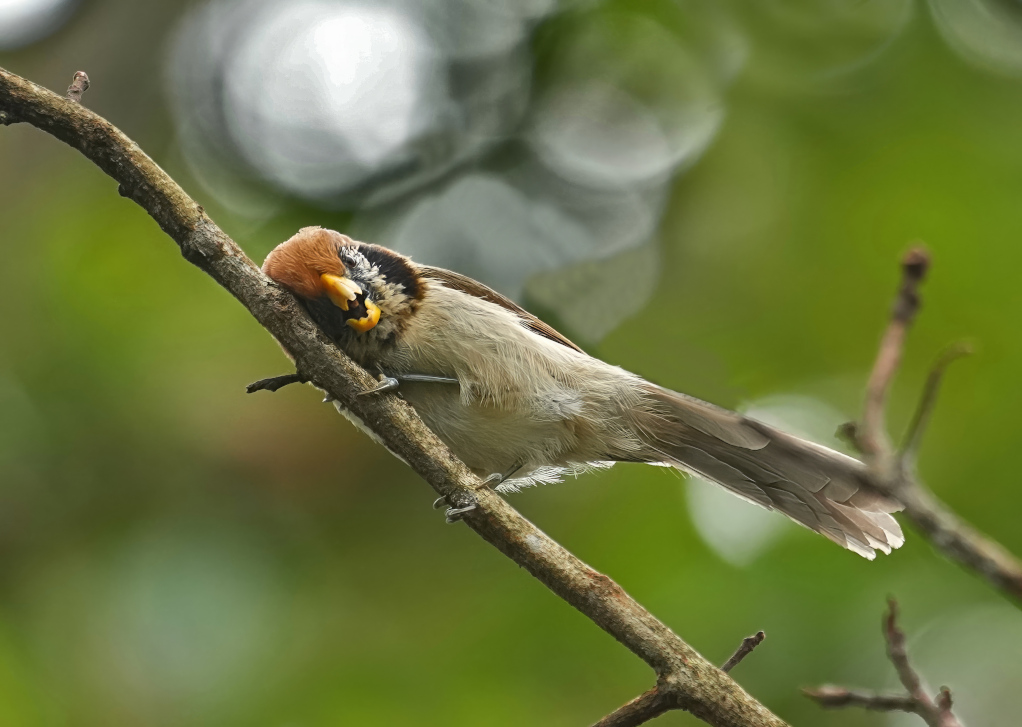 103 Paradoxornis fléché - D Lang(t)-2.JPG