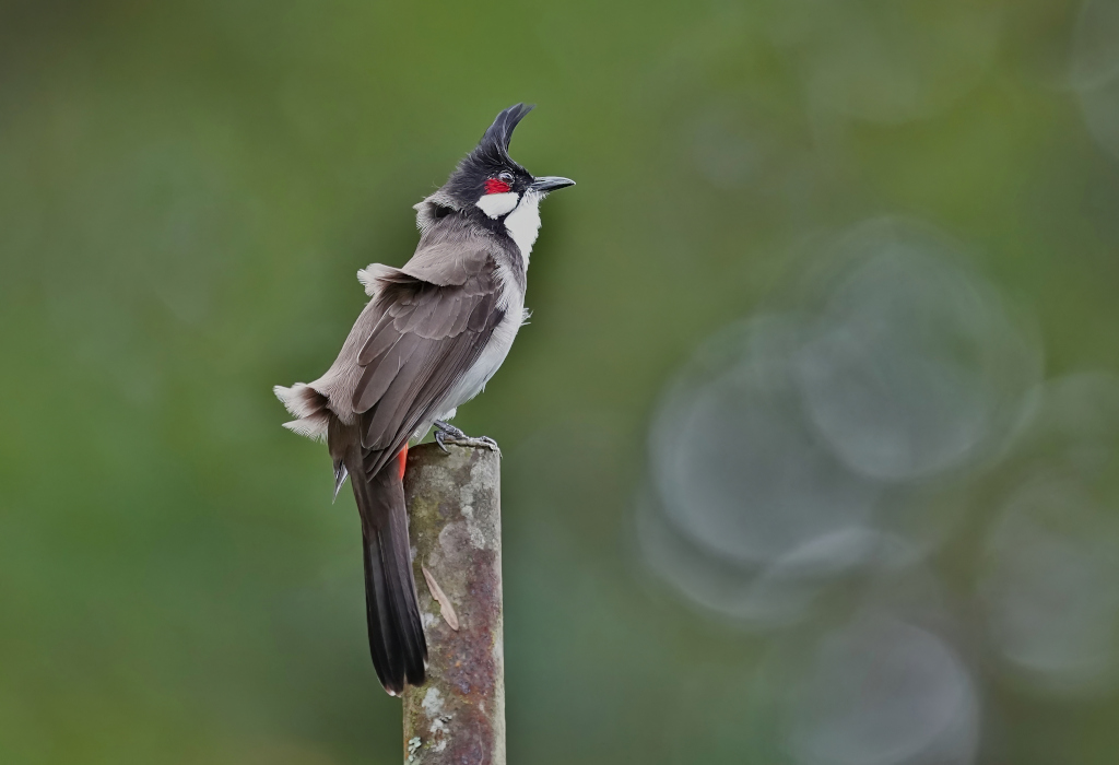104 Bulbul orphée - DOI Hang kang(t).JPG