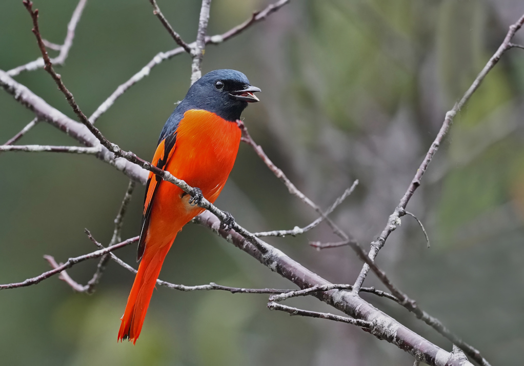 107 Minivet écarlate mâle - Doi Ang Khang(t).JPG