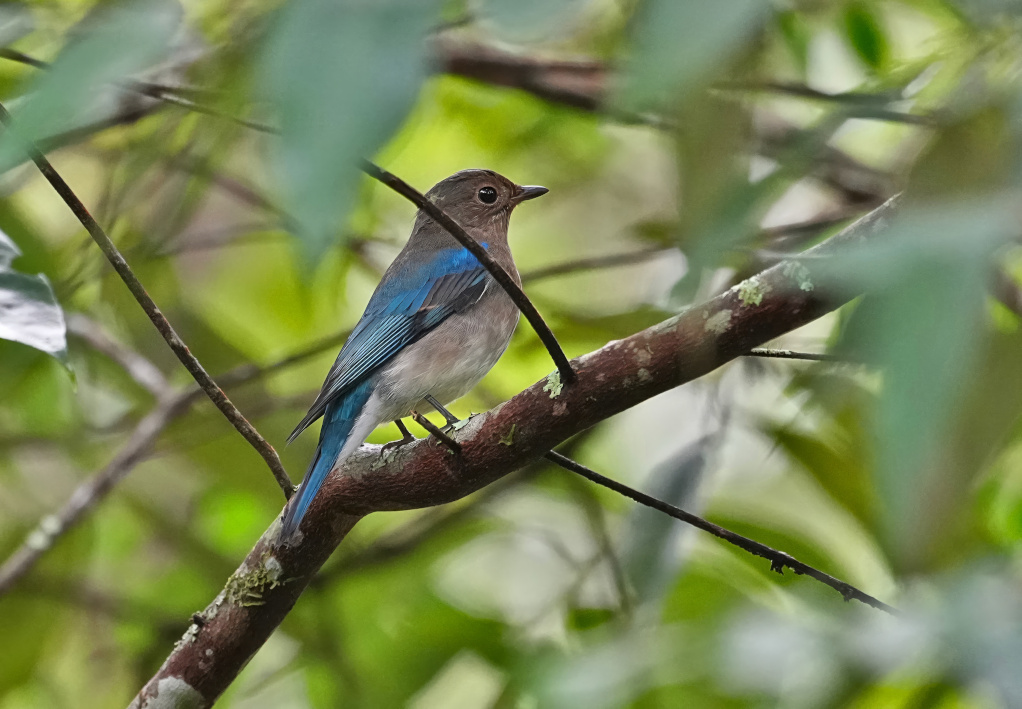108 Gobemouche bleu - Doi Lang(t).JPG