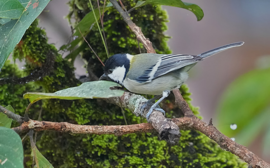 110 Mésange d'Asie - DAK(t).JPG