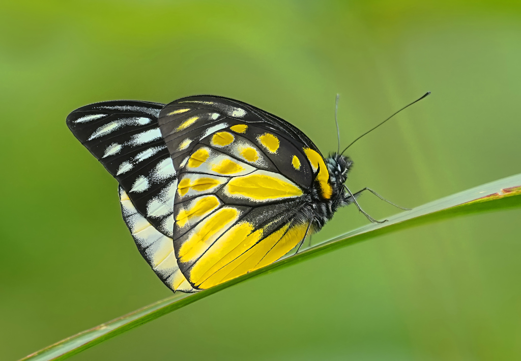 114 Papillon - Thaïlande Doi Lang(t).JPG