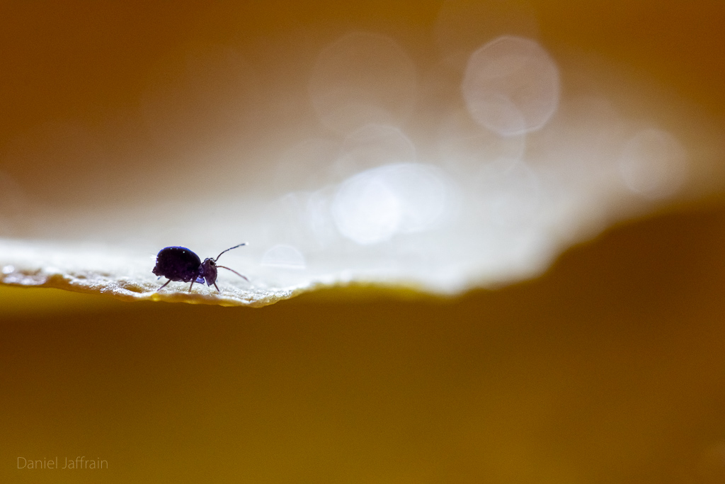 Image et Nature-1-146.jpg