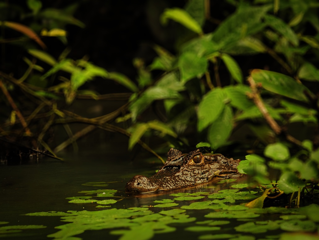Caiman Retouche3.JPG
