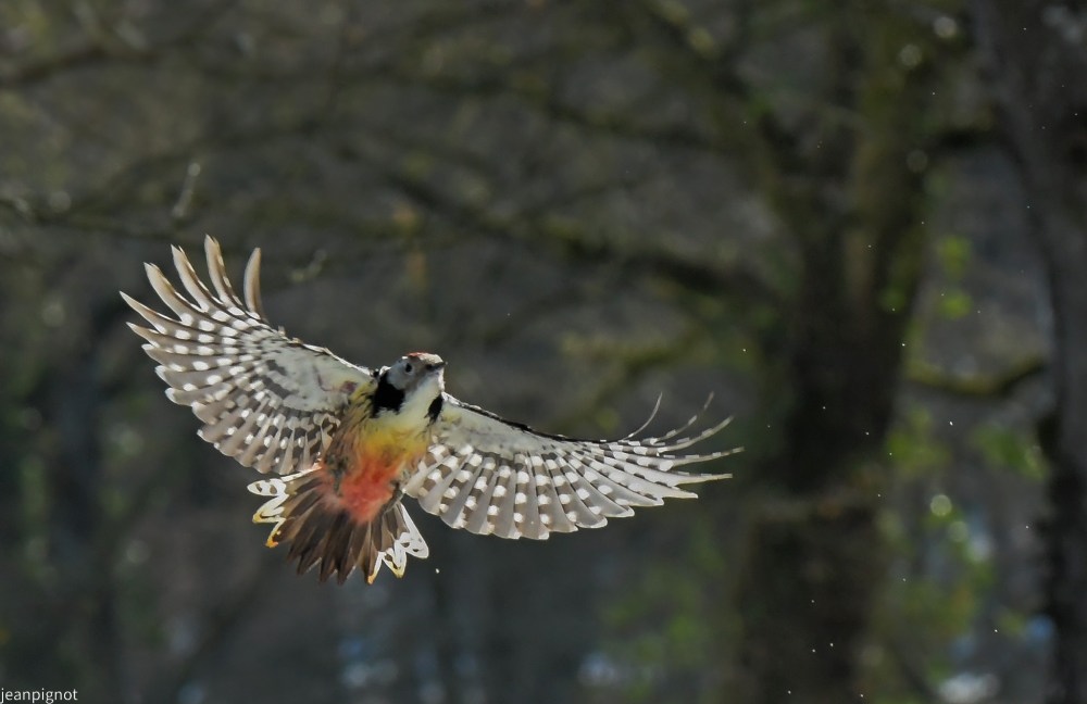 DSC_2187_001DSC_2187.JPG