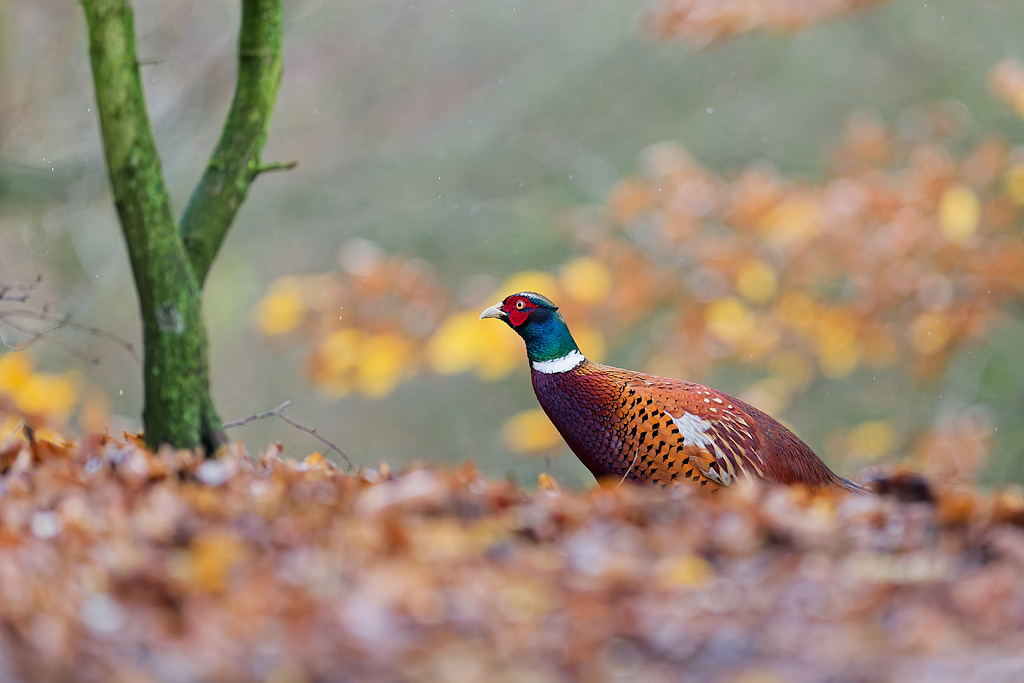 DSC_6442_DxO.jpg