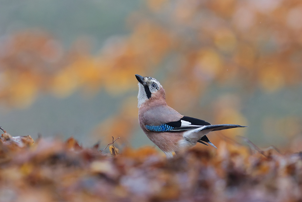 DSC_7553_DxO.jpg