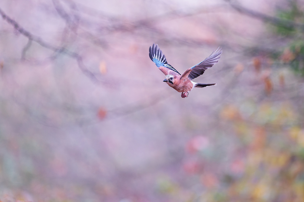 DSC_7731_DxO.jpg