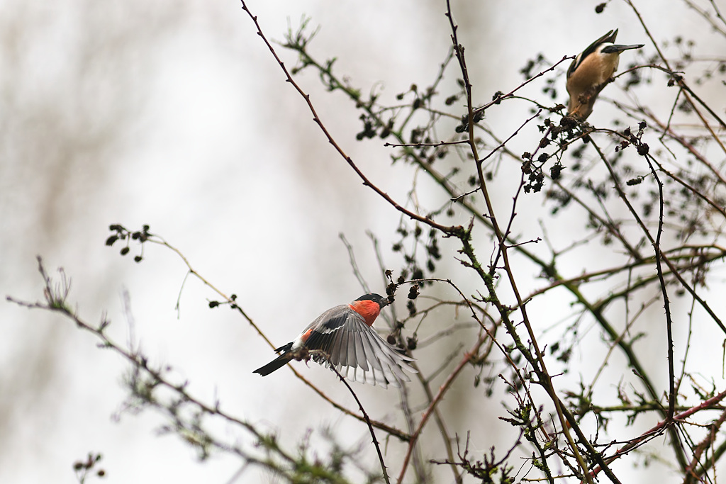 DSC_8381_DxO.jpg
