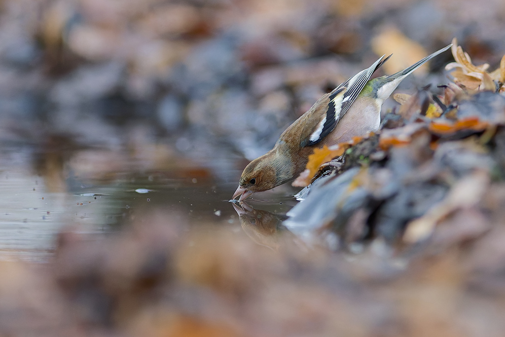 DSC_8938_DxO.jpg