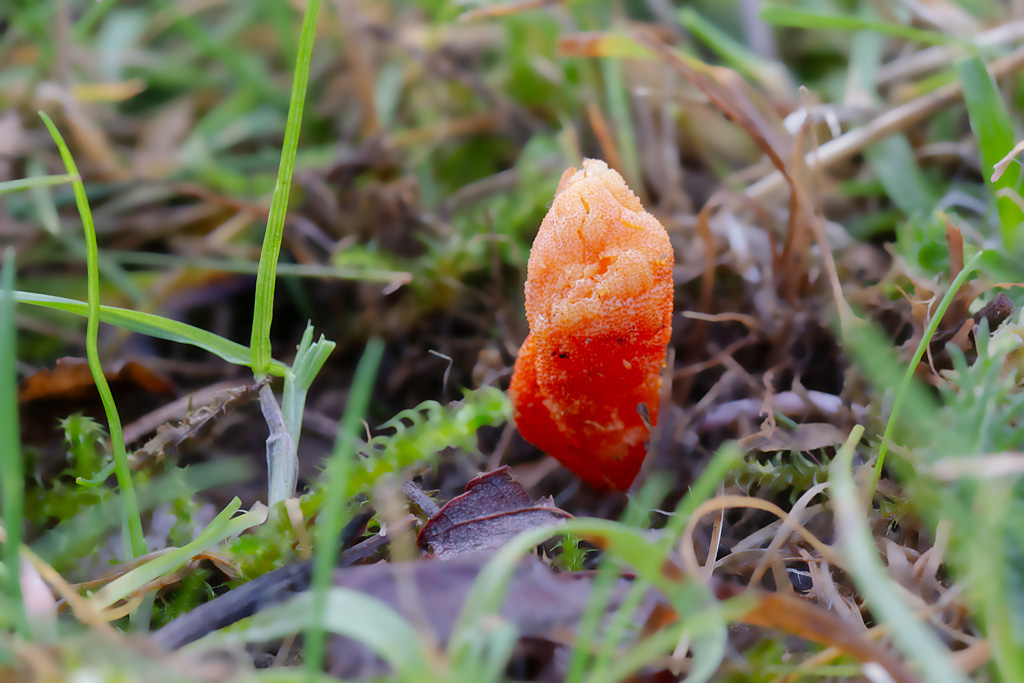 Cordyceps militaris 6.jpg