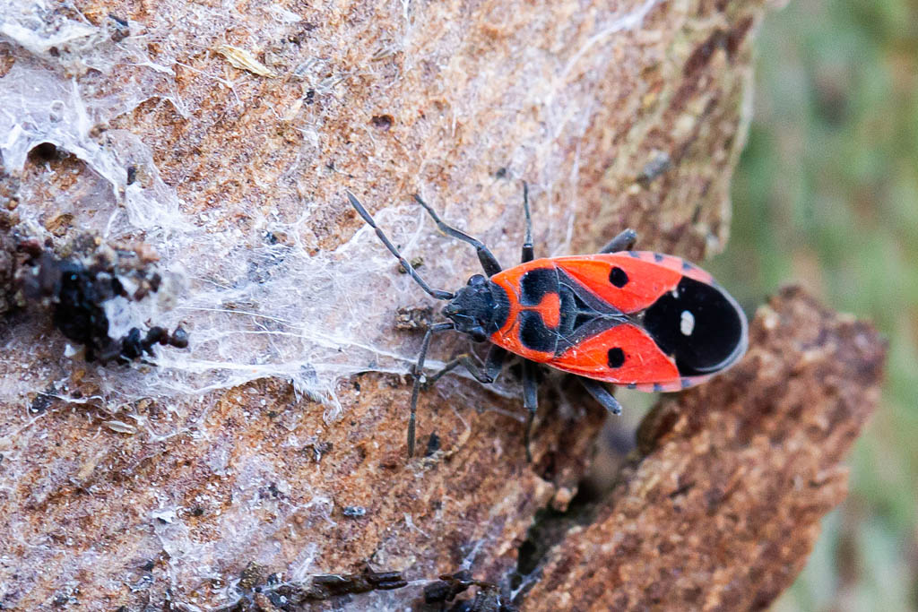 Melanocoryphus albomaculatus 3.jpg