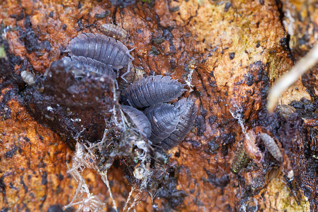 Porcellio scaber 2.jpg