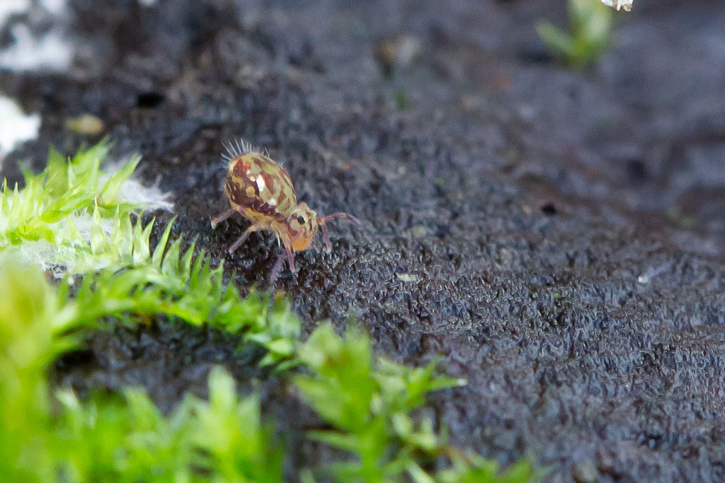 Dicyrtomina ornata.jpg
