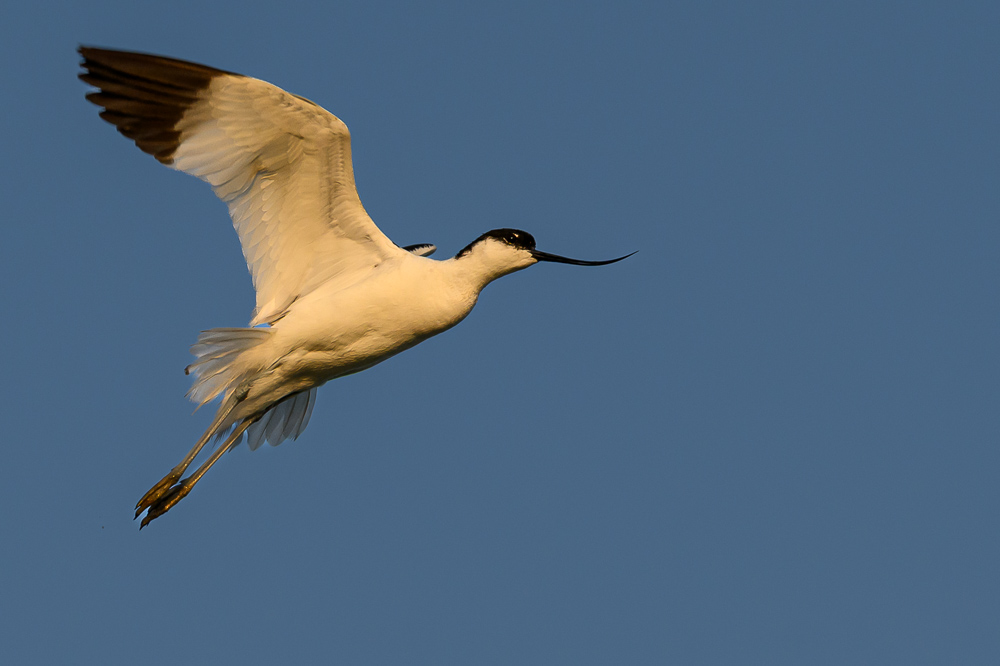 avocette-1.jpg