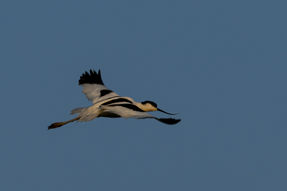 avocette-2.jpg