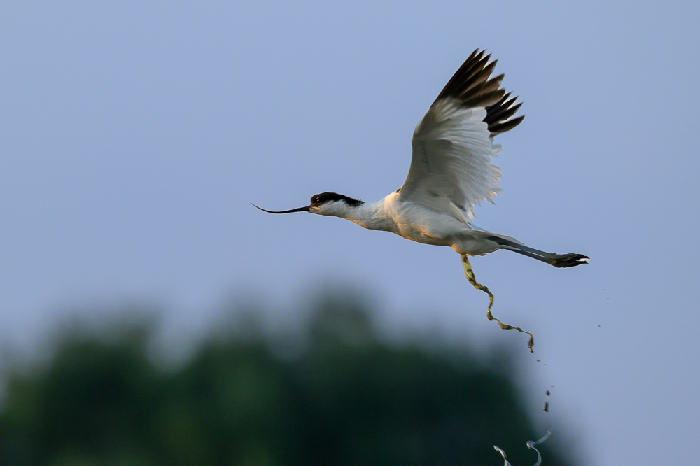 avocette couchant.jpg