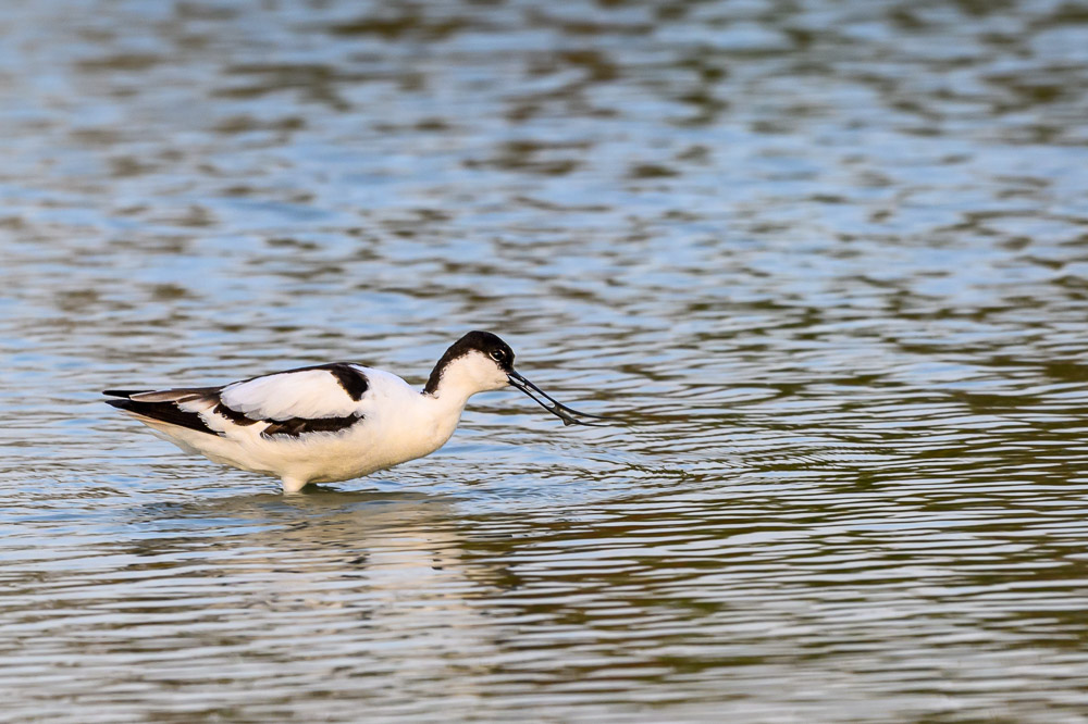 avocette-4.jpg