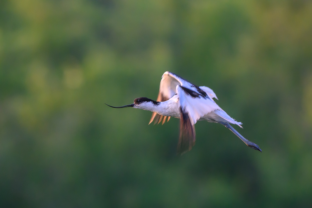 avocette-3.jpg