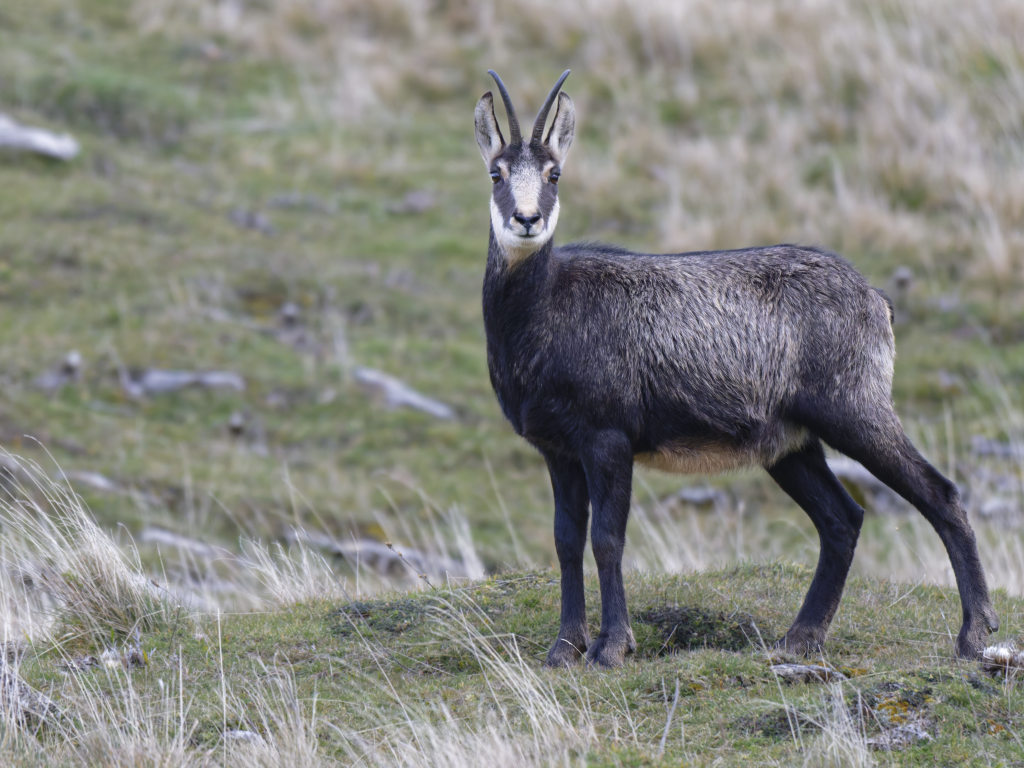 Chamois nov 2025-17.jpg