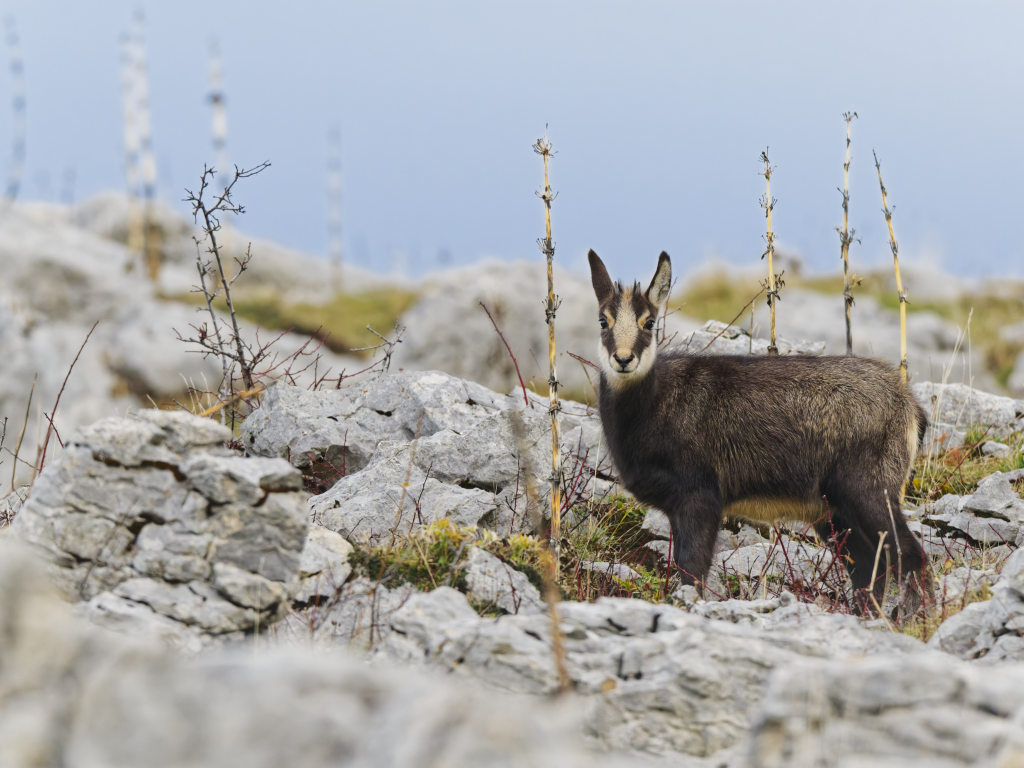 Chamois nov 2025-30.jpg