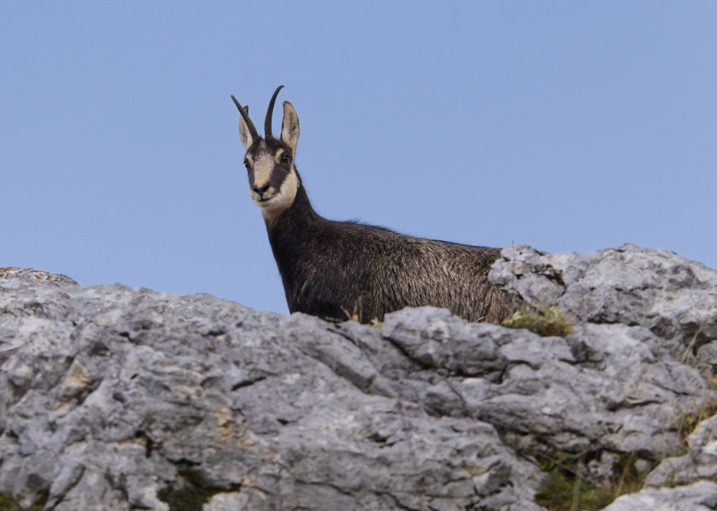 Chamois nov 2025-33.jpg